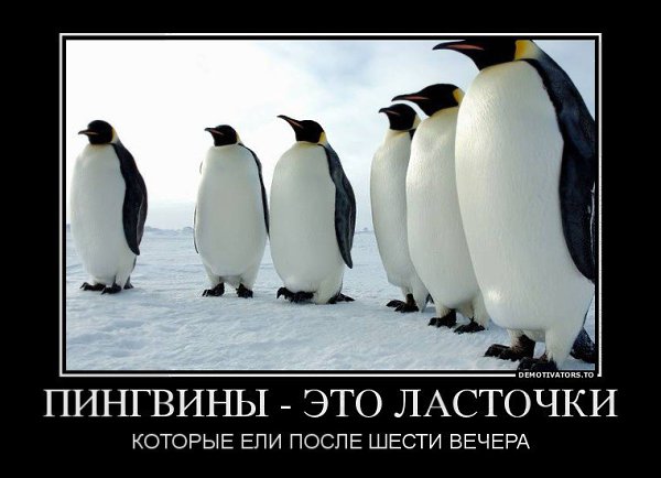 Пингвины это ласточки которые ели после 18 00 картинка