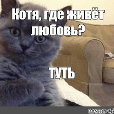 Где мой кот картинка