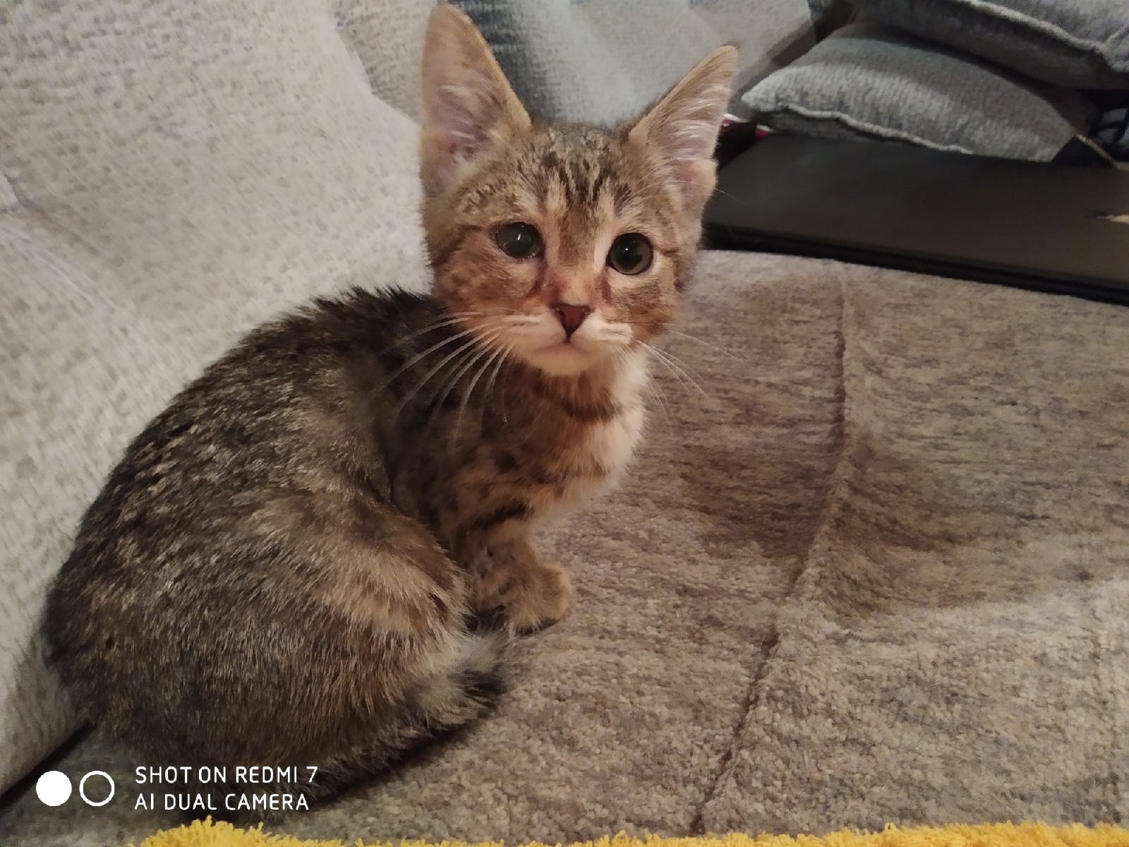 Котенок в 3 месяца