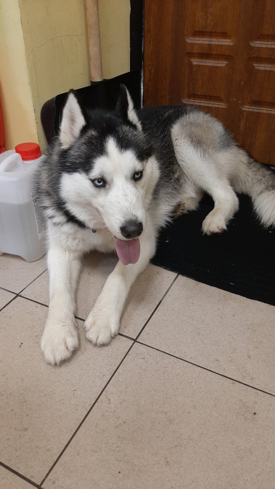 Найдена хаски девочка. Найдена хаски девочка. Пропала собака тверь. Ищут хаски потеряшка омск. Хаски девочка с манго.