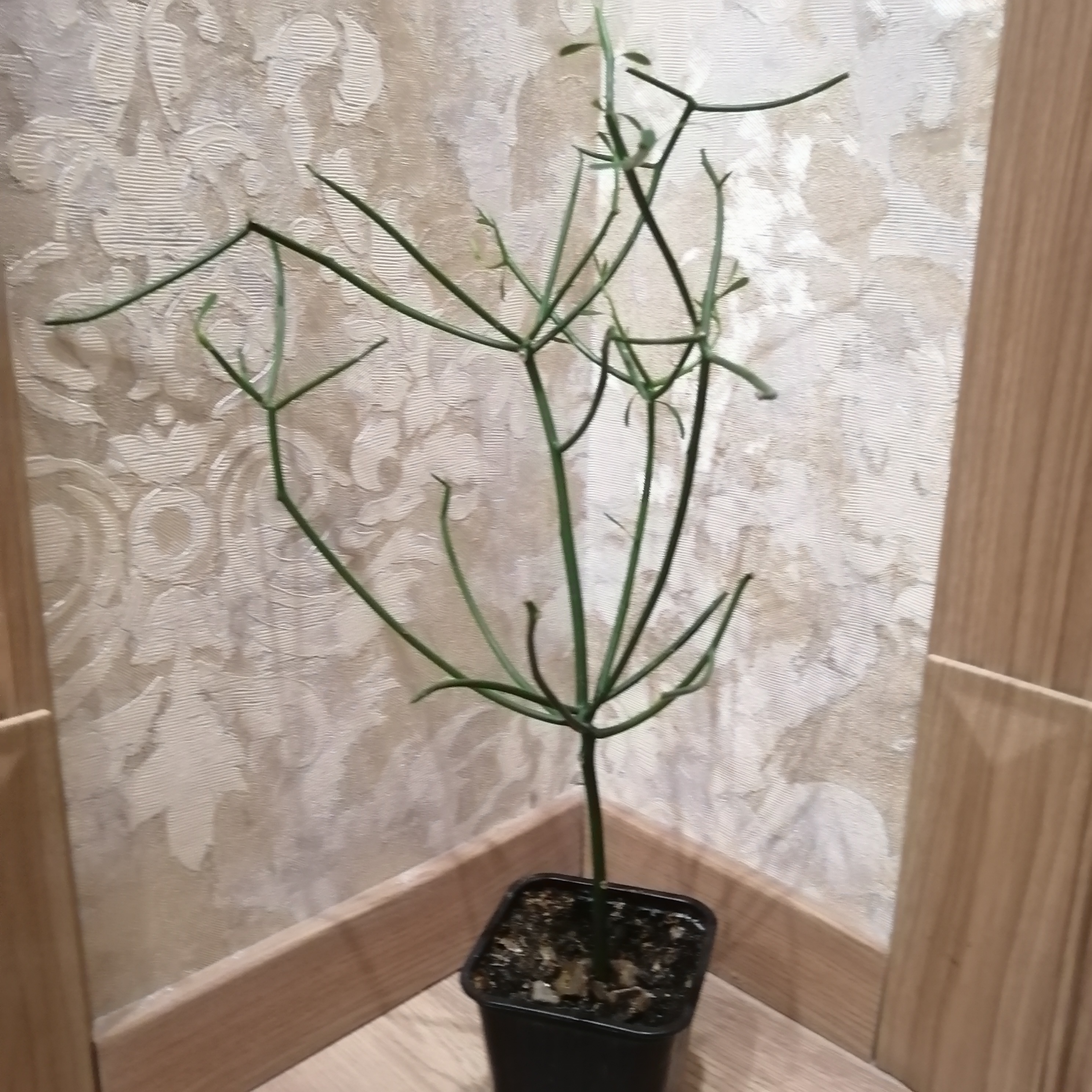 Комнатные Растения Томск Купить Авито