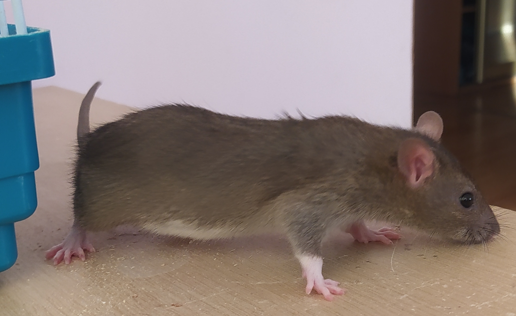 крыса грызет крысу