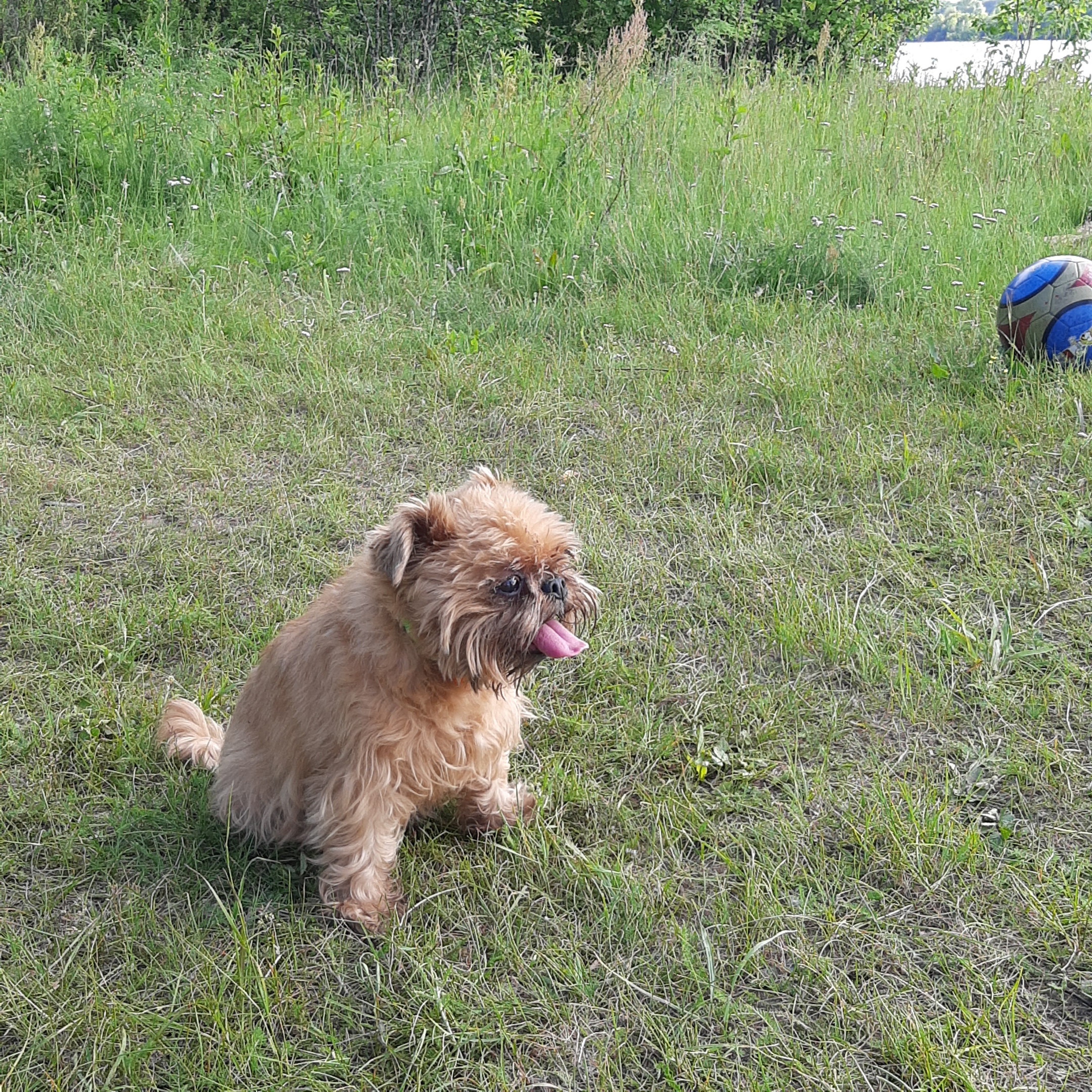 Сибарино