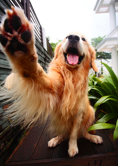 Где починить фен? - обсуждение (34180569) на форуме nn.ru