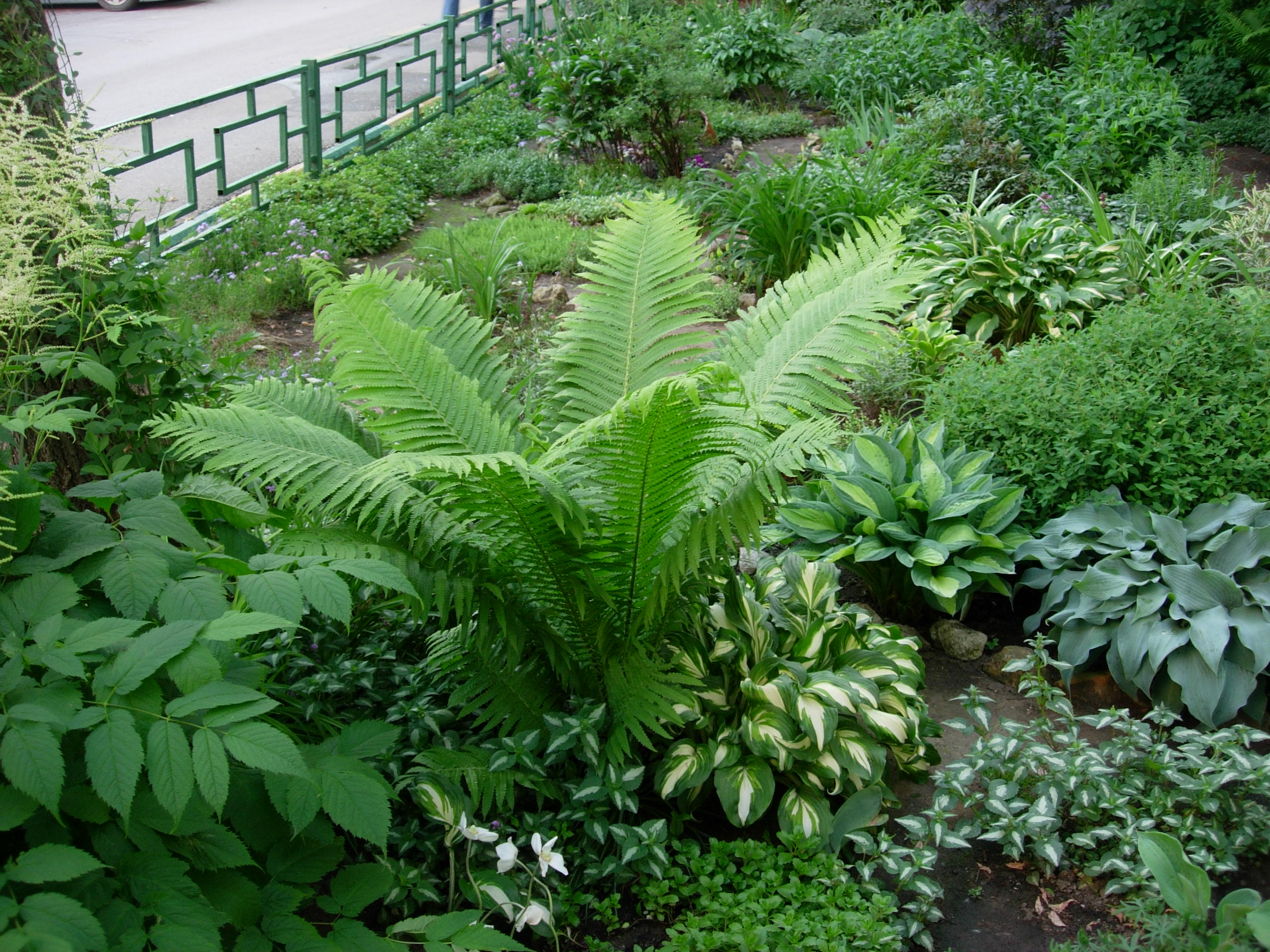Купена и папоротник