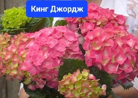 Гортензия Бесконечное Лето Купить В Уфе