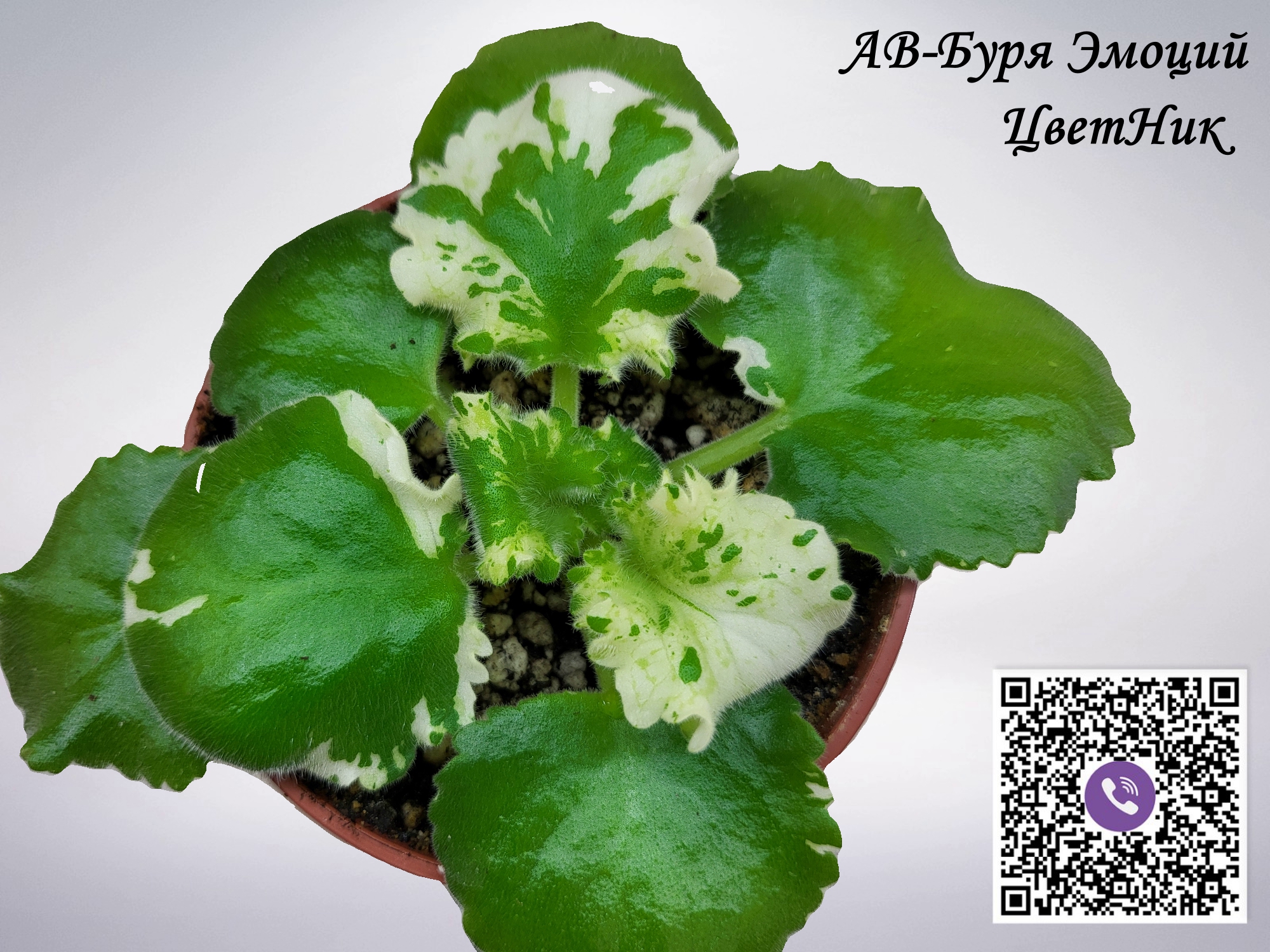 Буря эмоций рисунок. Ав буря эмоций фиалка фото. Ав буря эмоций. Буря эмоций. Ав буря эмоций.