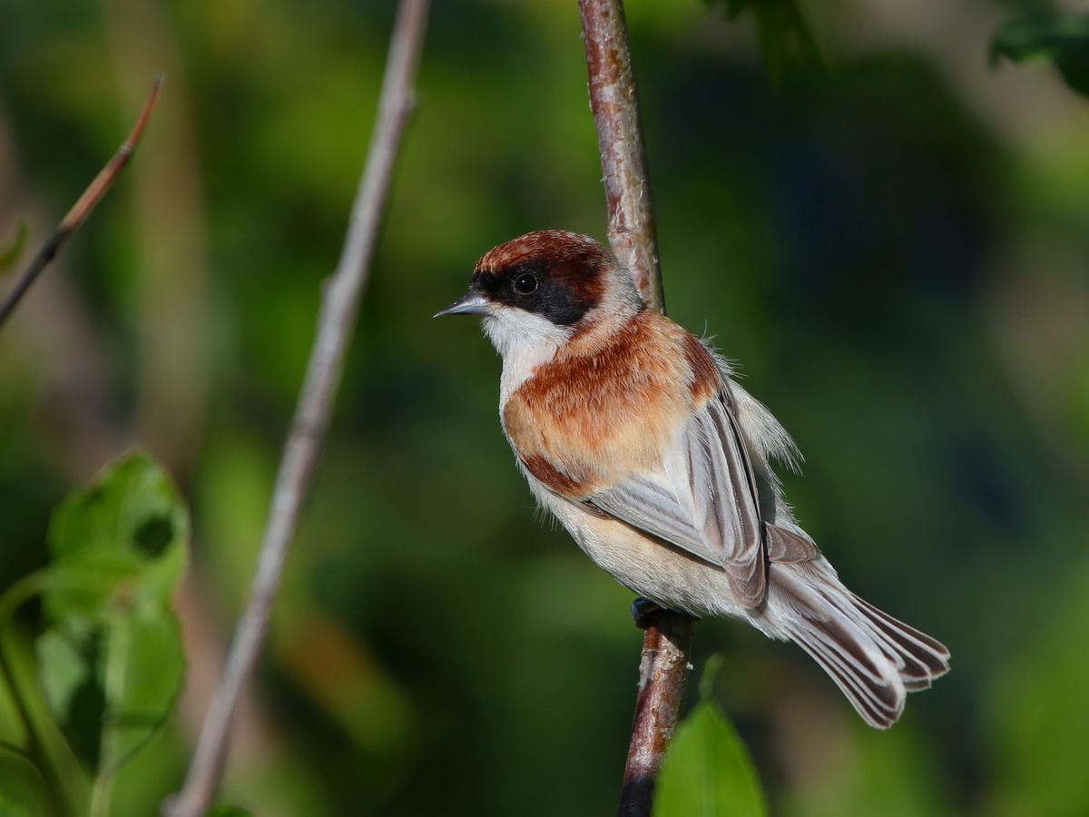 Chapim-de-faces-pretas Penduline Tit (Remiz pendulinus) Flickr