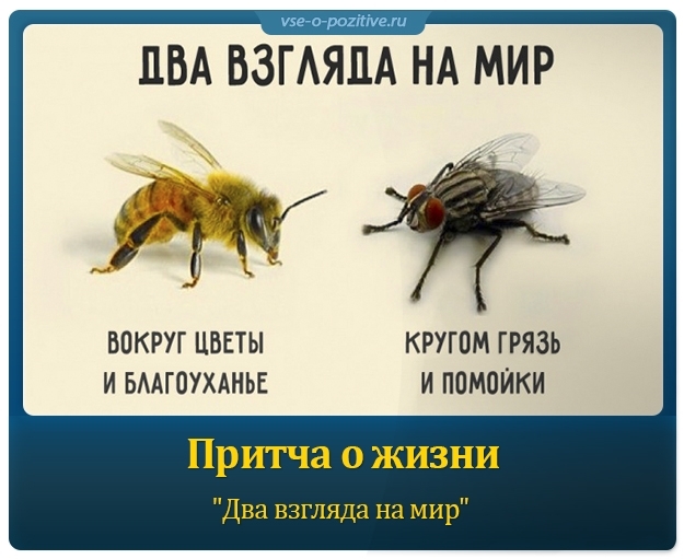 Составь план текста из трех пунктов пчела и муха