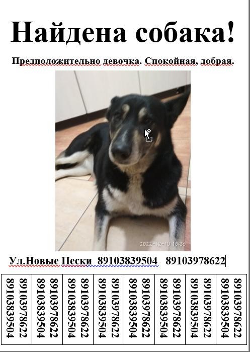 Сонник Прибилась Собака