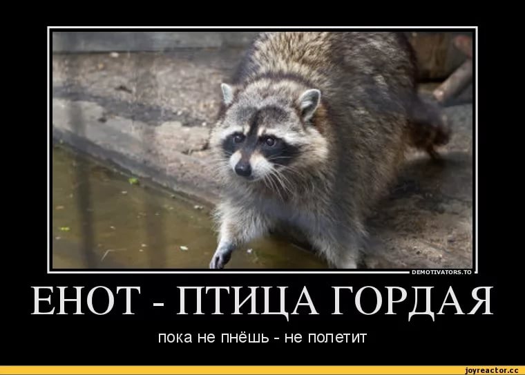 Еж птица гордая пока не пнешь не полетит картинки