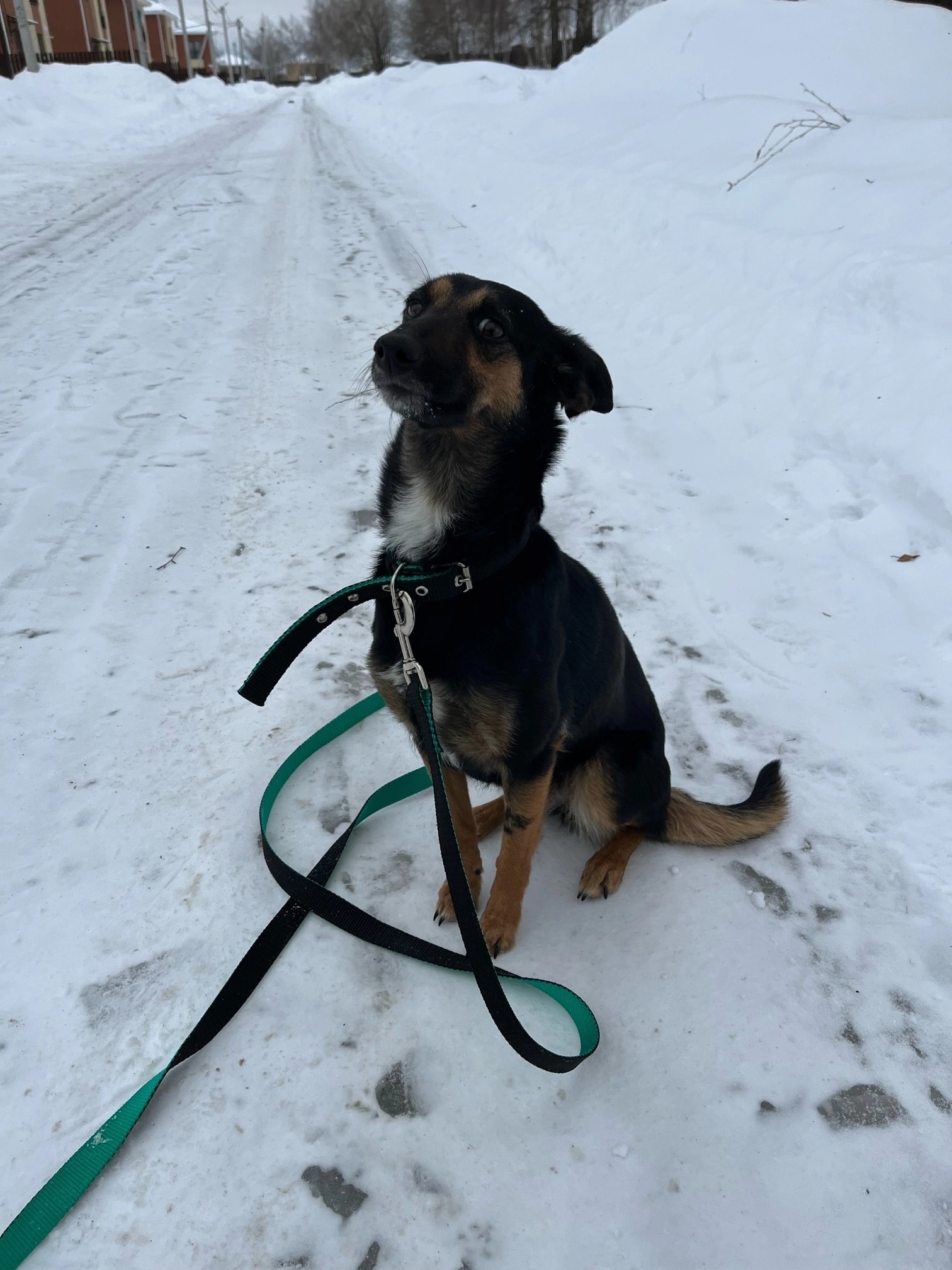 потеряшки нижний новгород собаки