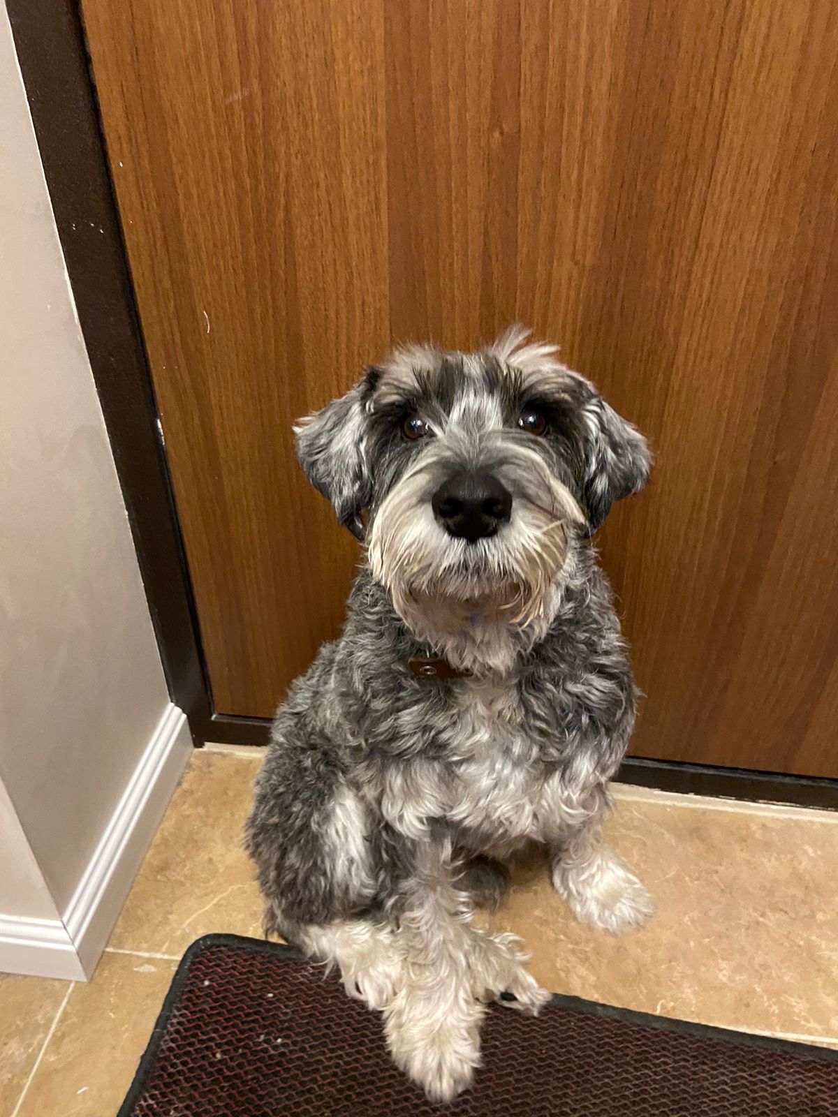 Найден пёс в Анкудиновском парке - обсуждение на форуме nn.ru