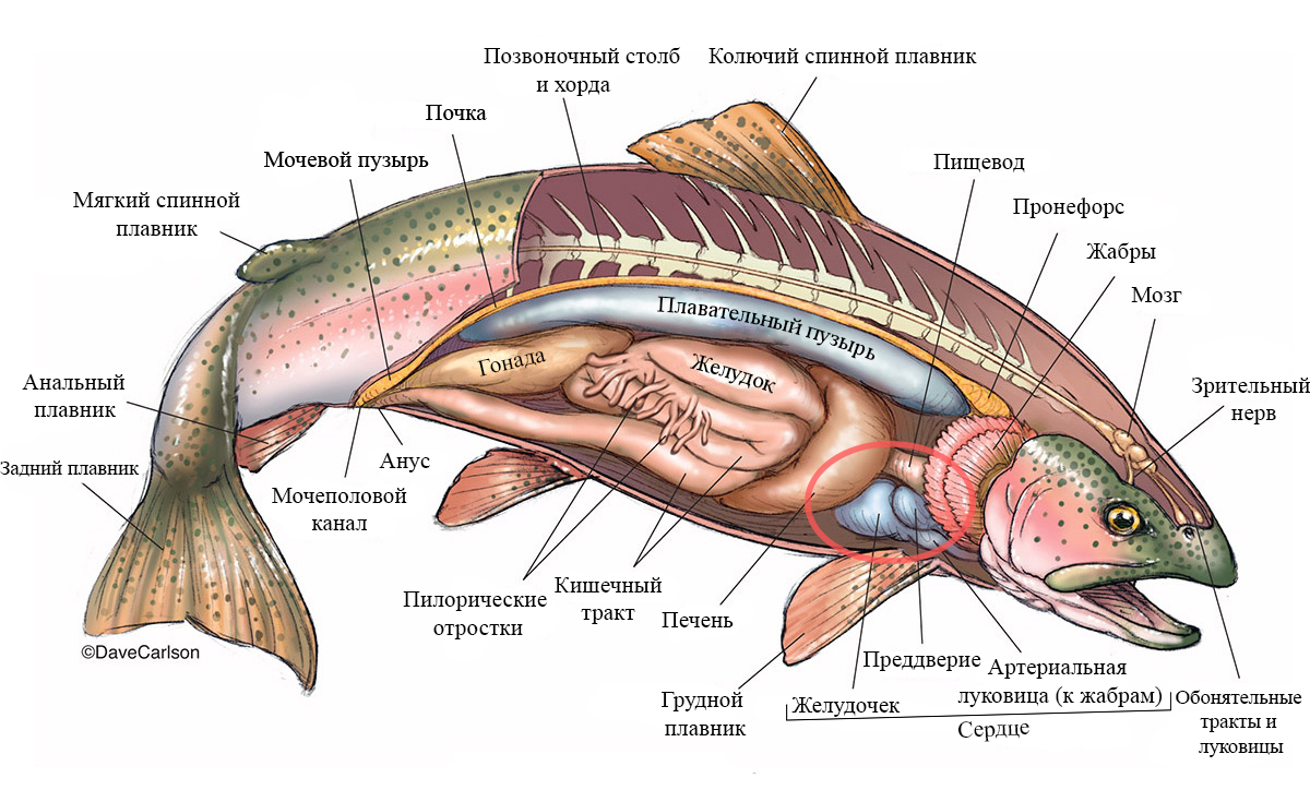 Punky fish