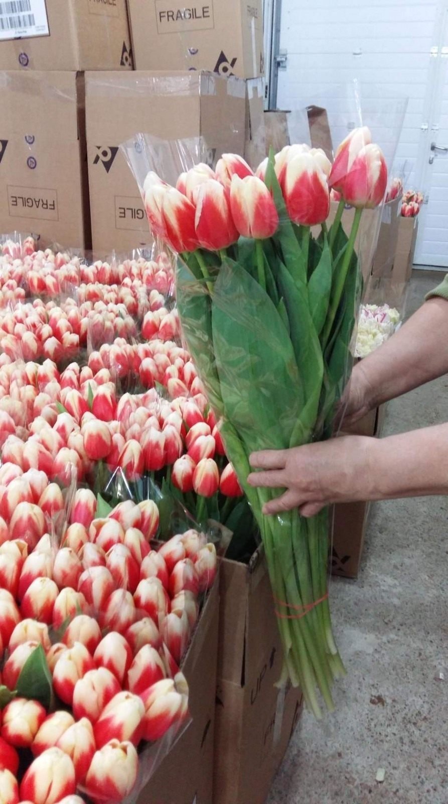 Тюльпаны купить в новосибирске недорого. Тюльпан Роял Прайд.