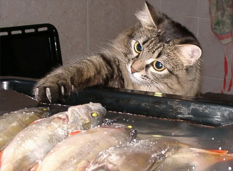 Почему хочу рыбу. Кот с рыбой. Кот стащил рыбу. Кошка ворует рыбу. Кот жрет рыбу.