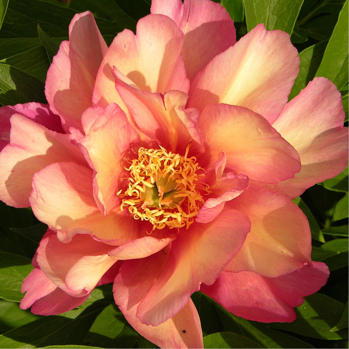 Раздача заказов. Коллекция луковичных цветов и многолетников Весна 2023 ...