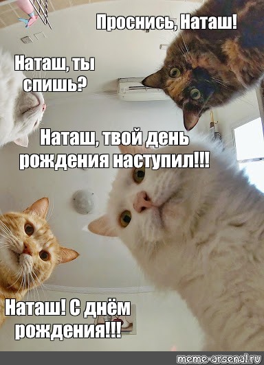 Фото Кошек Наташа Вставай