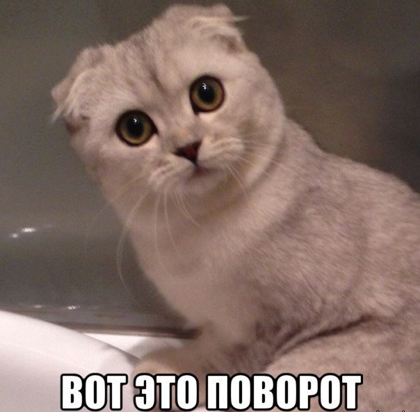 Попадос картинки прикольные
