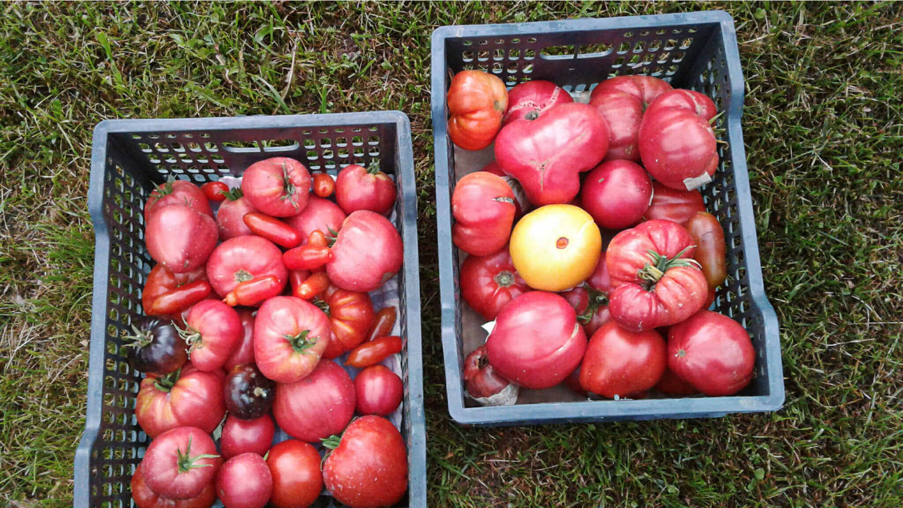 Семена томатов и перцев