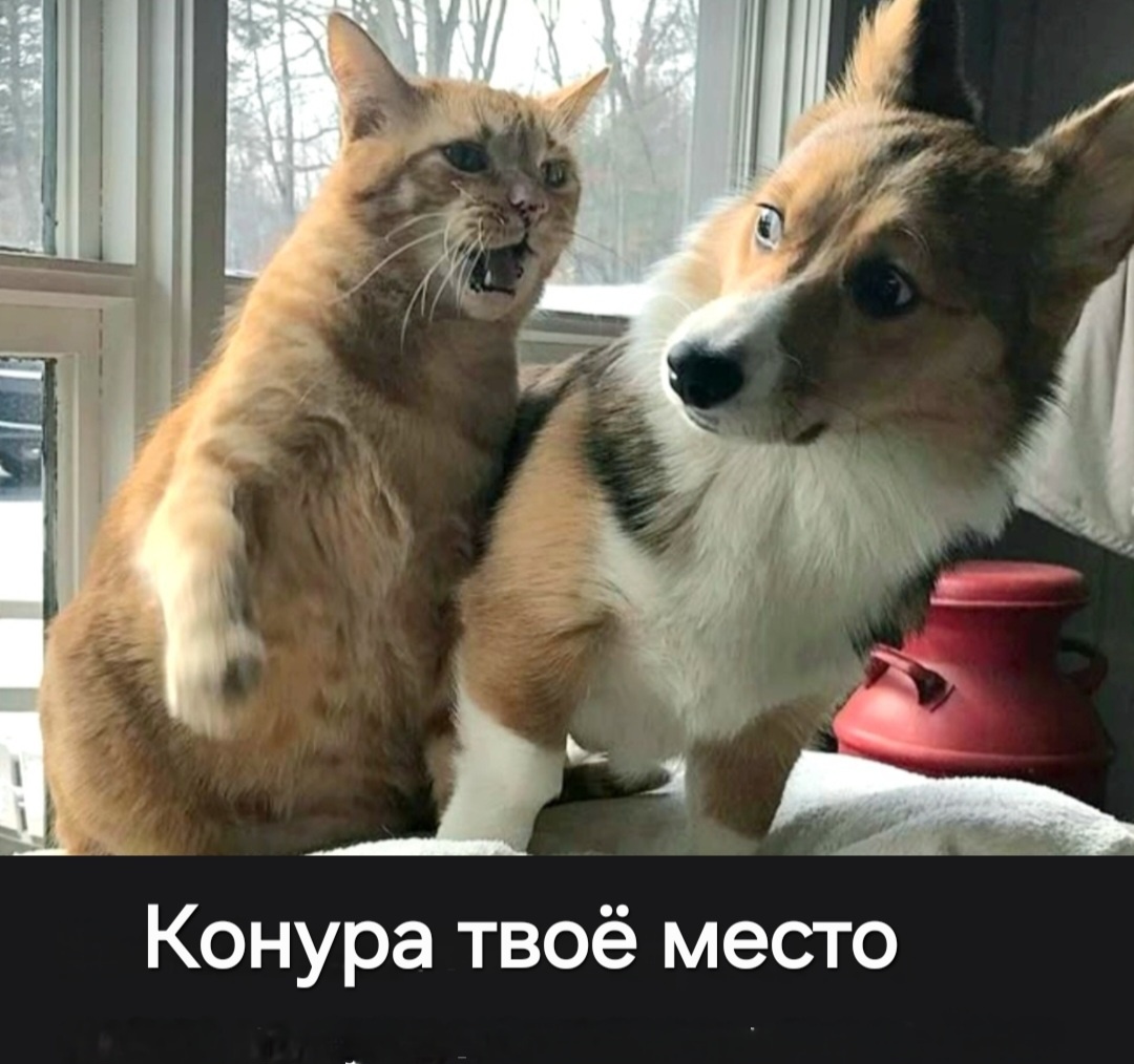 https://cstor.nn2.ru/forum/data/forum/images/2025-09/265568009-scale_1200_-_2025-07-26t215242.718.jpeg