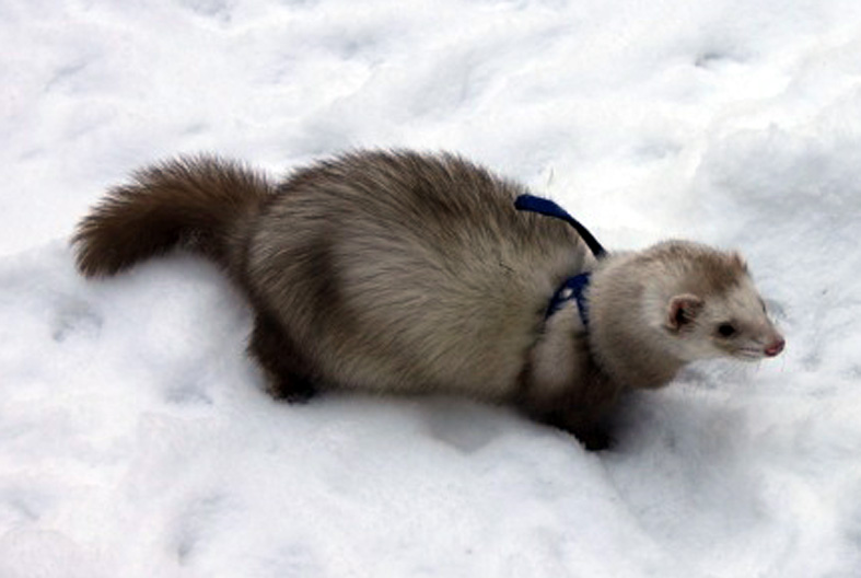 Купить Хорька В Спб В Питомнике