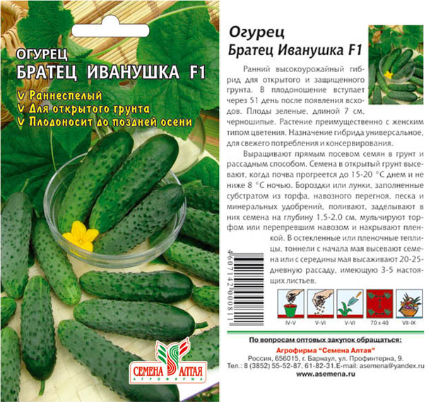 Огурцы Бьерн Отзывы Фото Урожайность Характеристика
