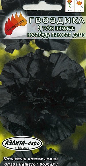 Фото Цветы Гвоздика Шабо Я тебя никогда не забуду Пиковая дама 7,00 руб ...