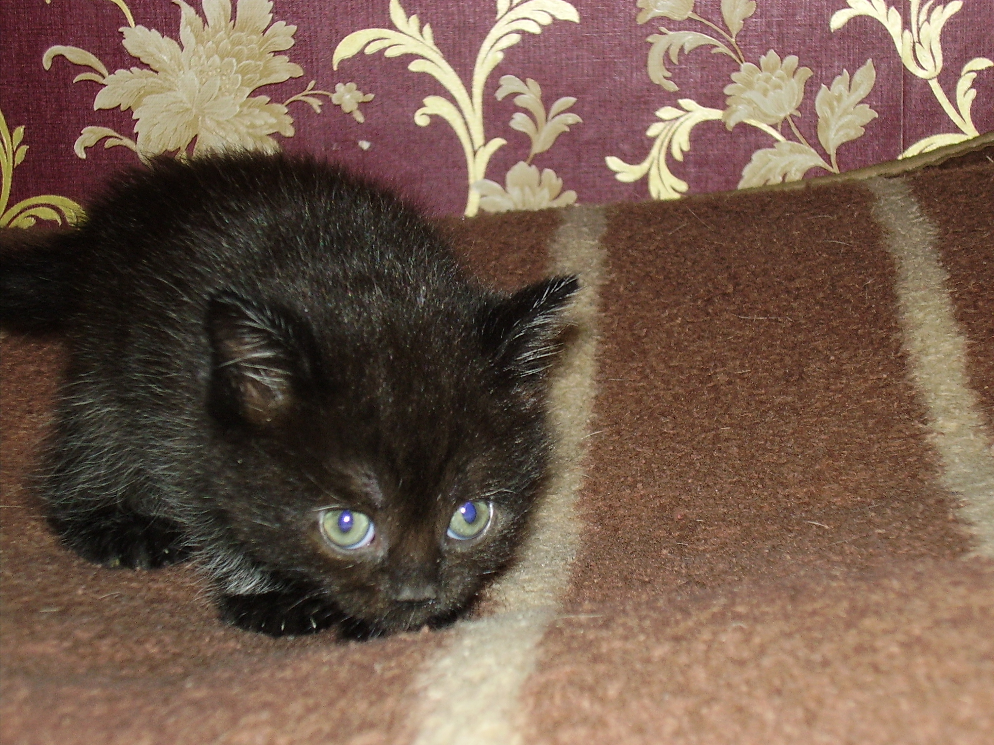 Купить кошку в курске. Черная кошка. Чёрная кошка Курск. Чёрные котики в хорошие руки Тольятти. Черный кот Рязань.
