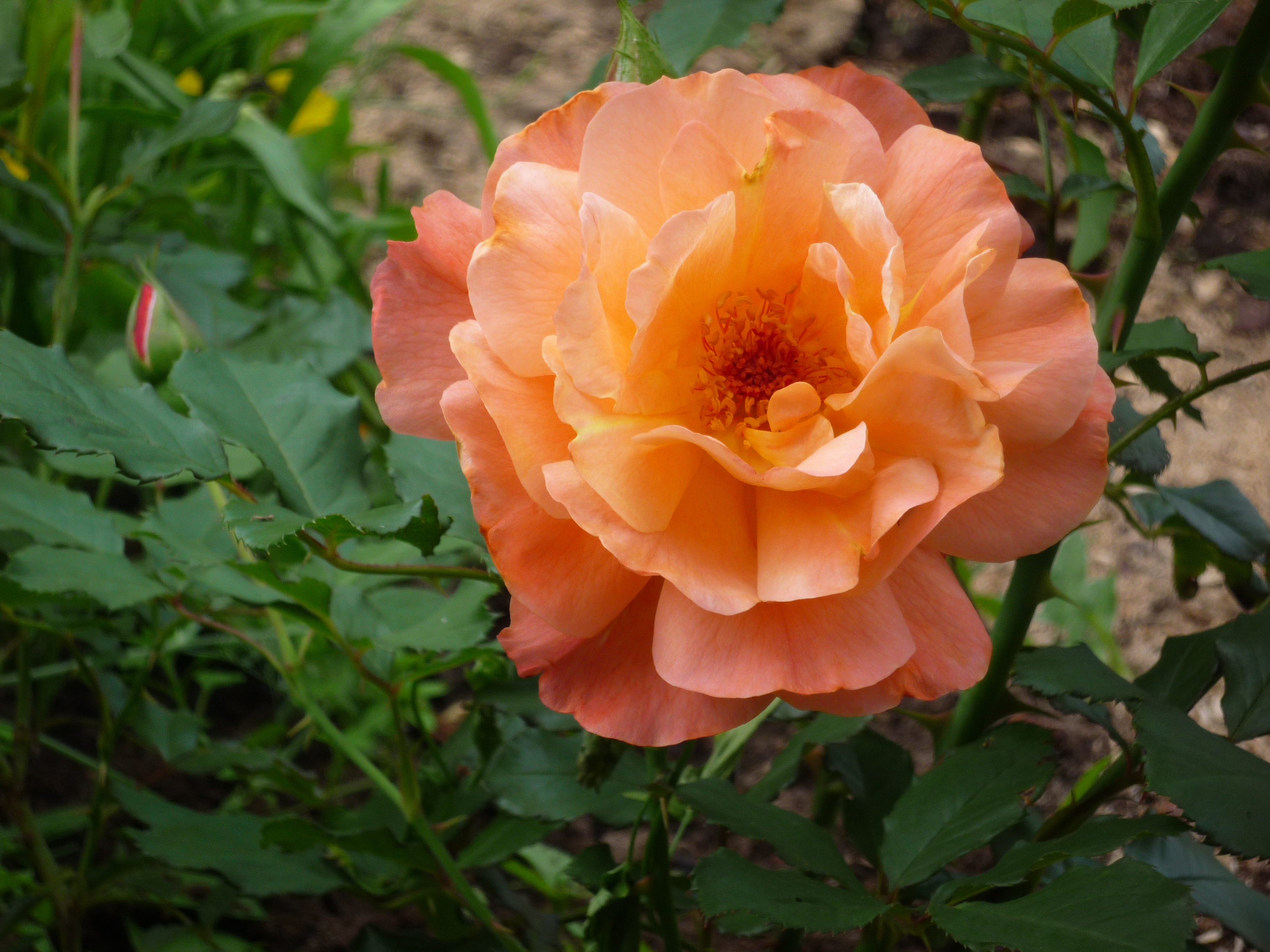 Роза шраб Вестерленд оранжевая