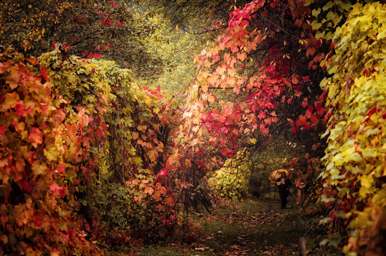 Осенних красок волшебство...