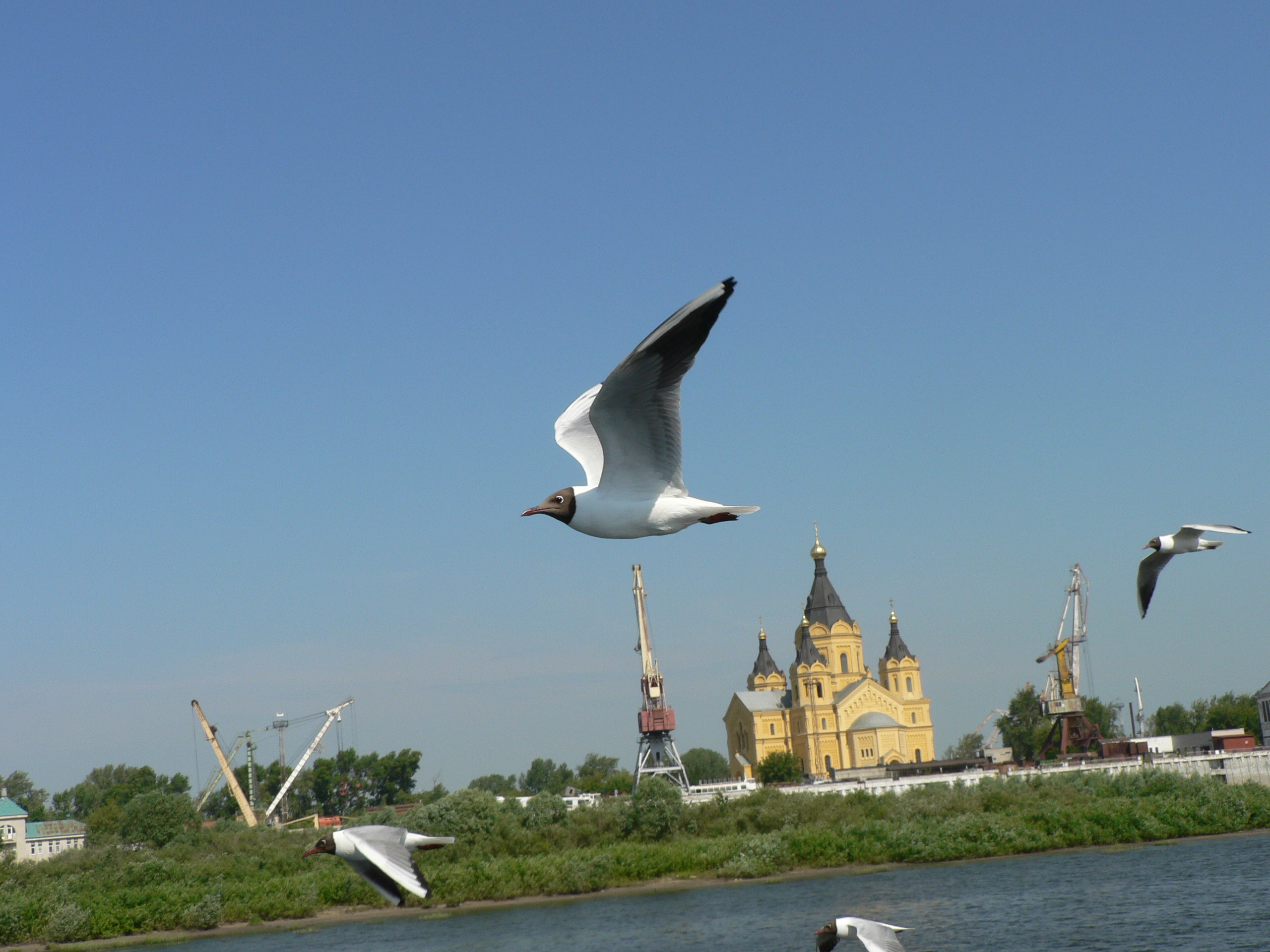Сайт нижегородской чайки