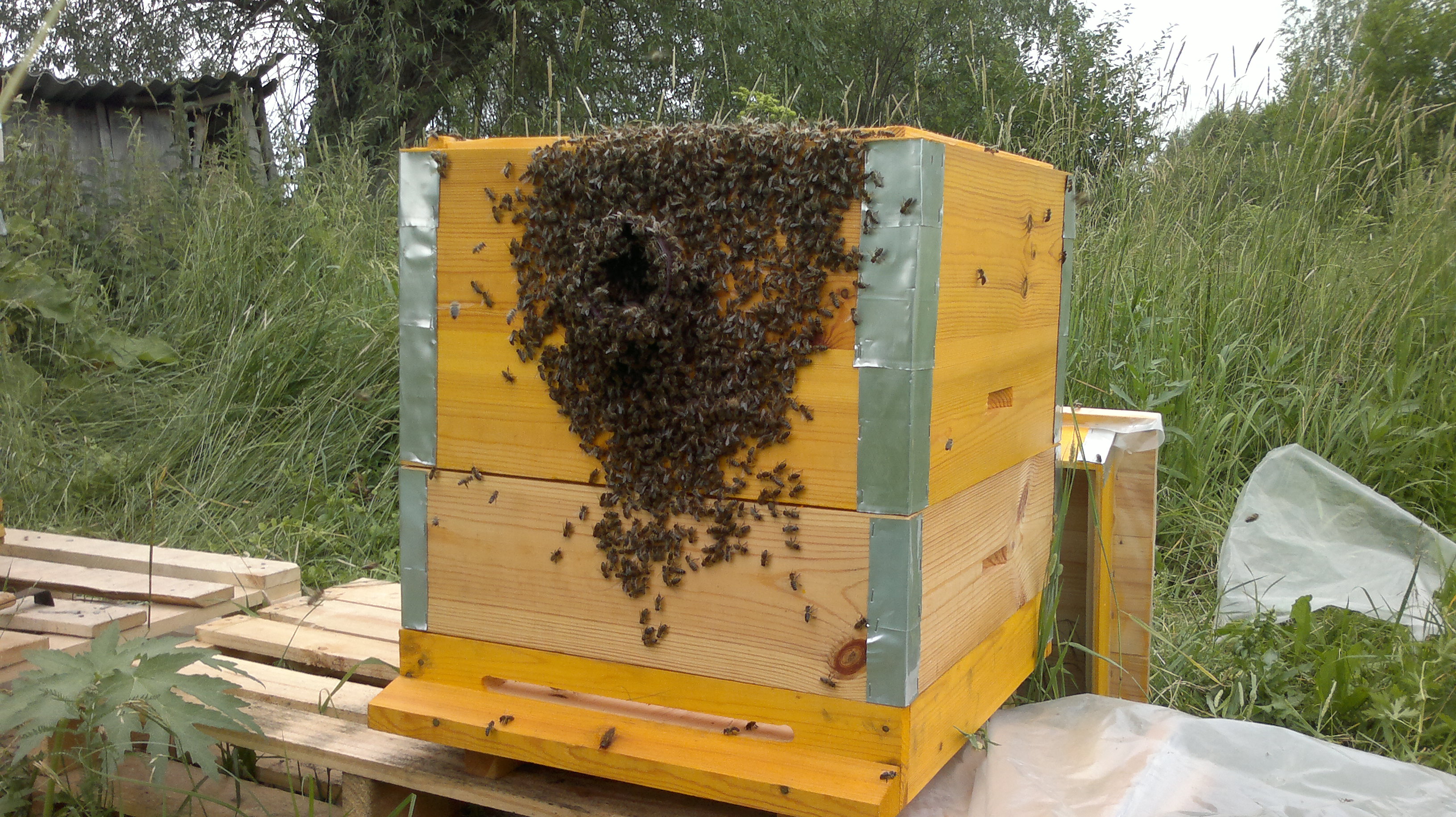 Купить пчелосемьи в белгородской области. Улей для пчел. Пчелы пасека. Пчеловодство для новичка. Пасека ульи.