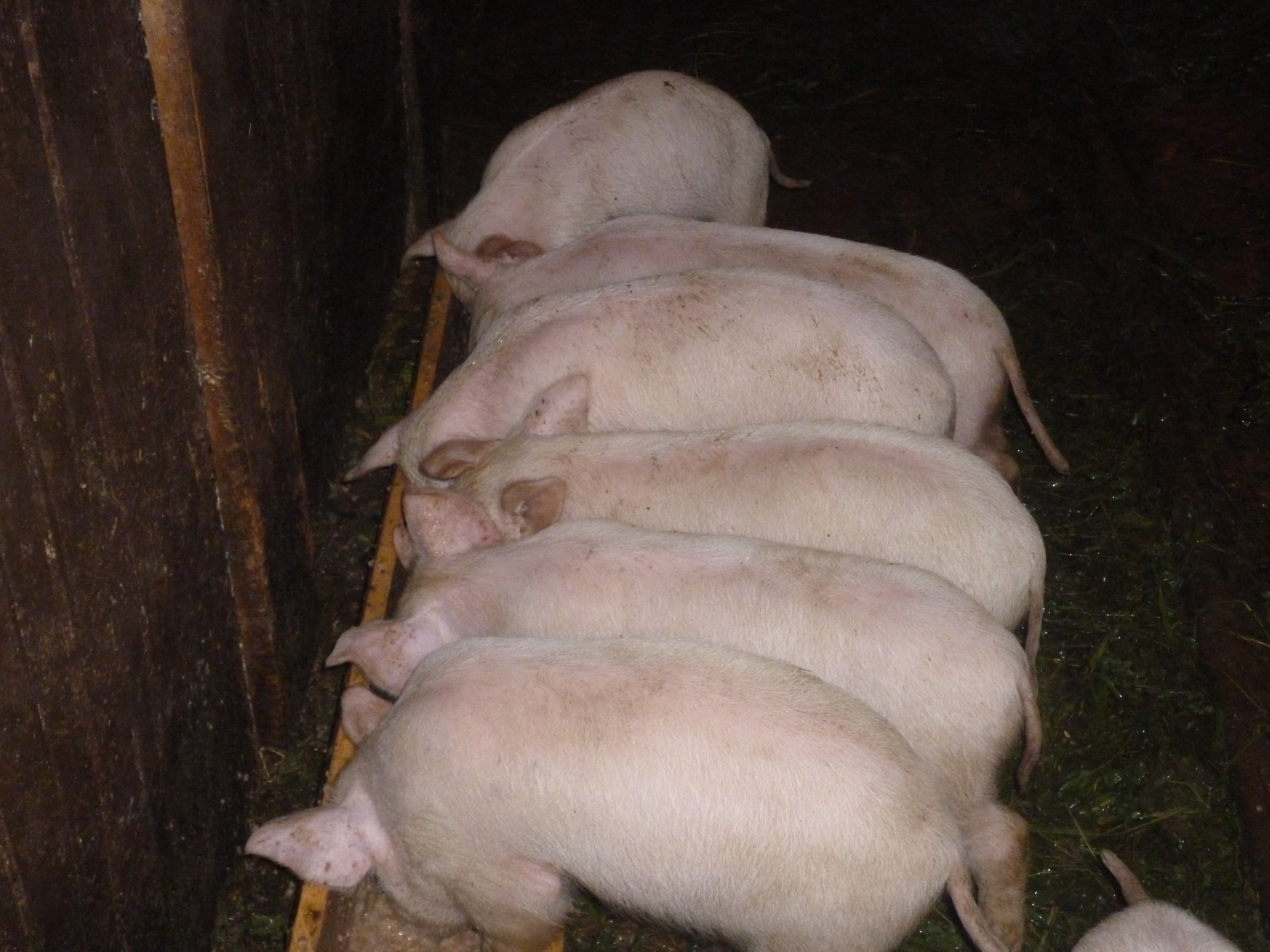 Авито продажа свиней. Дюрок+ландрас +к.белая. Ландрас белый поросята. Свиная порода ландрас. Поросята ландрас 3 месяца.