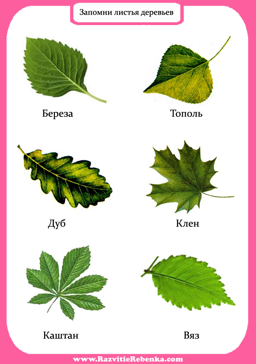 фото листьев деревьев с названиями