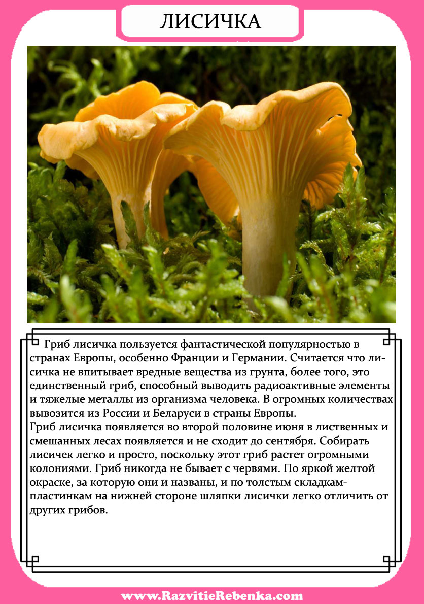 Лисичка сообщение грибе про 3 класс