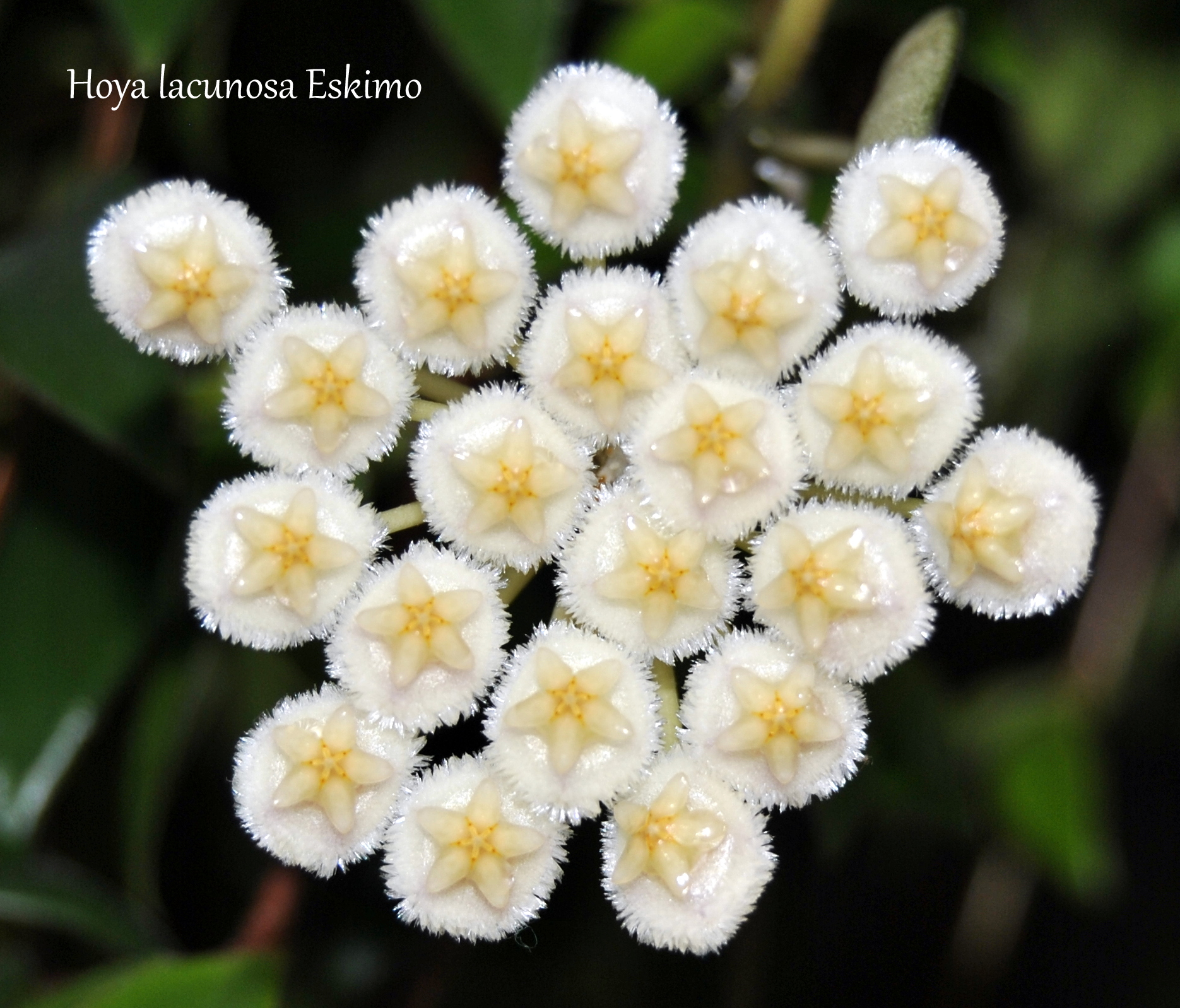 Лакуноза эскимо. Хойя Eskimo. Хойя lacunosa Eskimo. Хойя лакуноза эскимо Hoya lacunosa Eskimo. Хойя лакуноза Лаос.