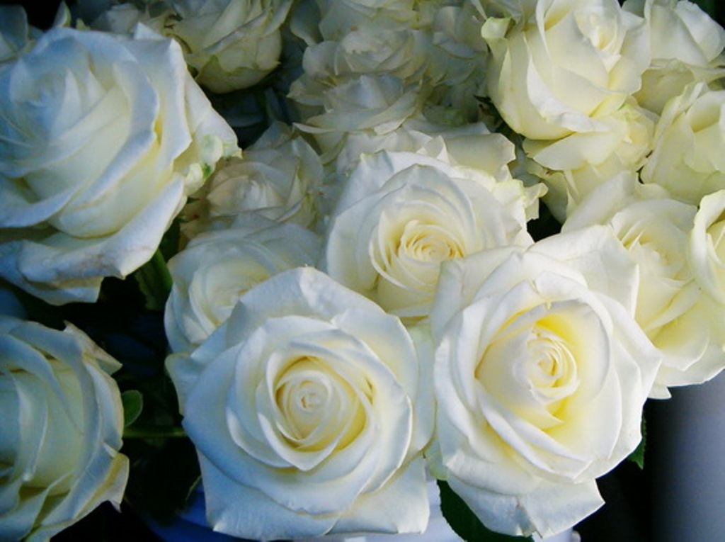 Роза Полярная Звезда Фото И Описание – Telegraph