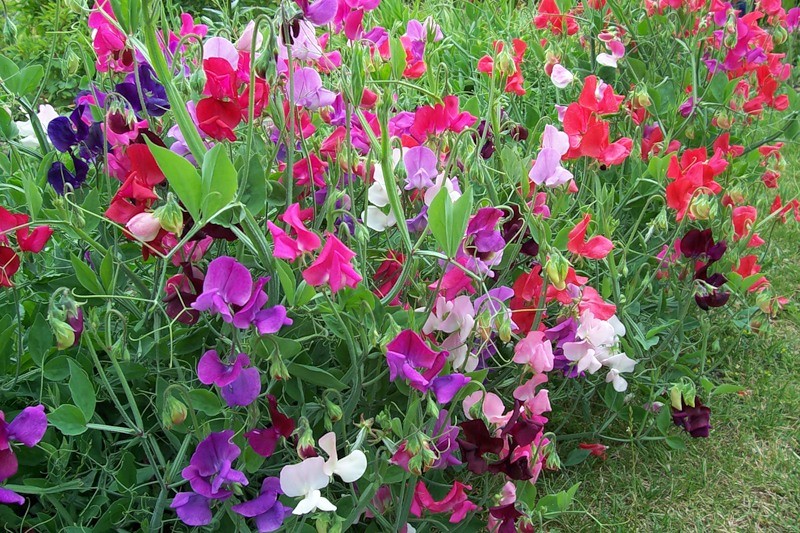 ароматные цветы для сада многолетние
