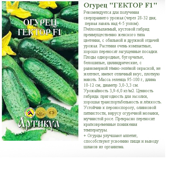 Огурец Гоша Отзывы Фото Урожайность Характеристика