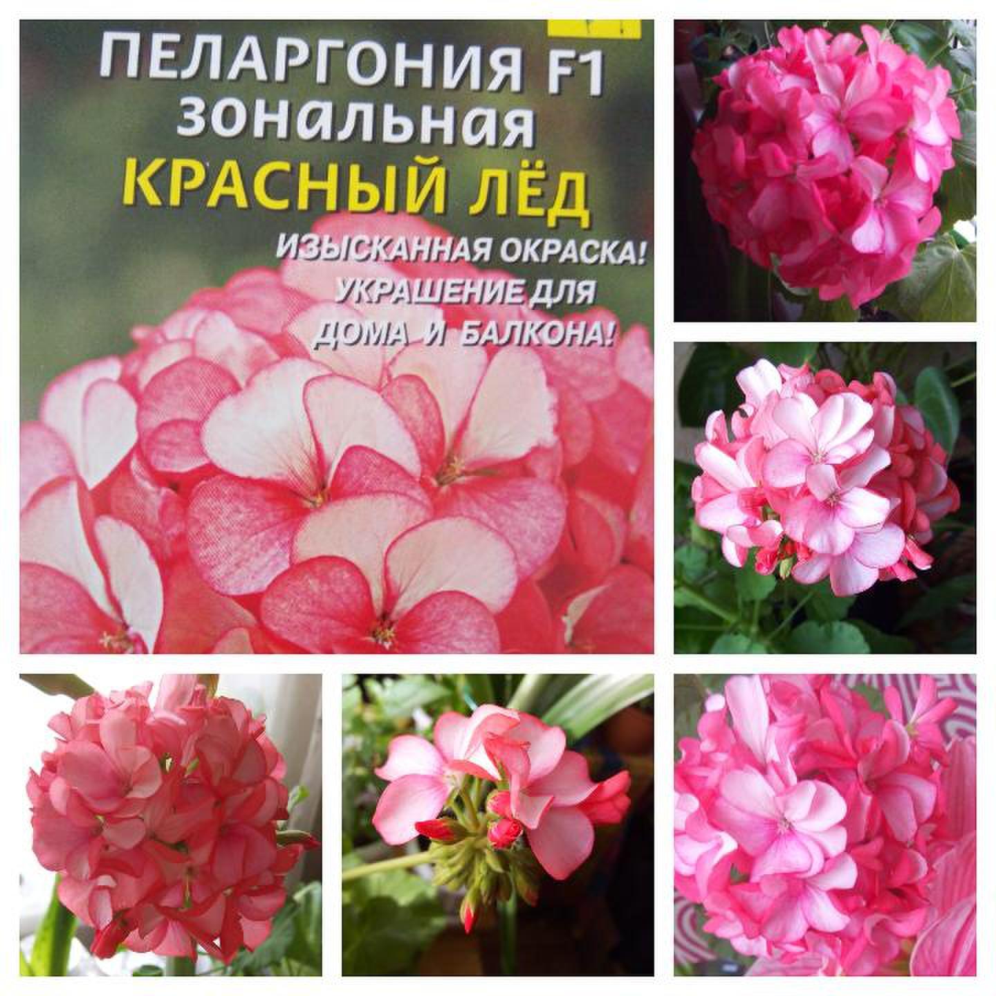 Цветы шуя
