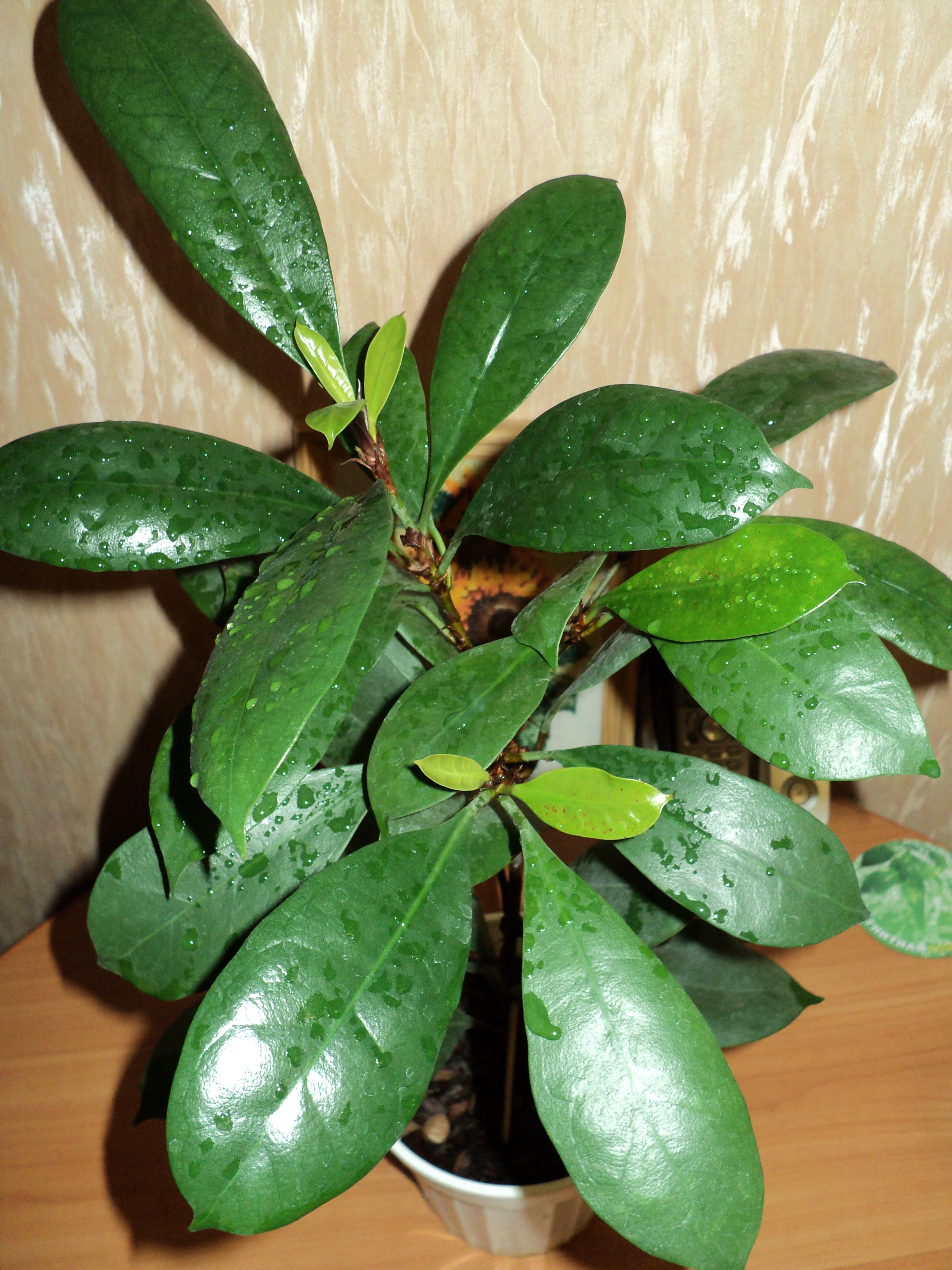 Фикус бокальчатоприлистниковый (Ficus cyathistipula). Циатистипула.