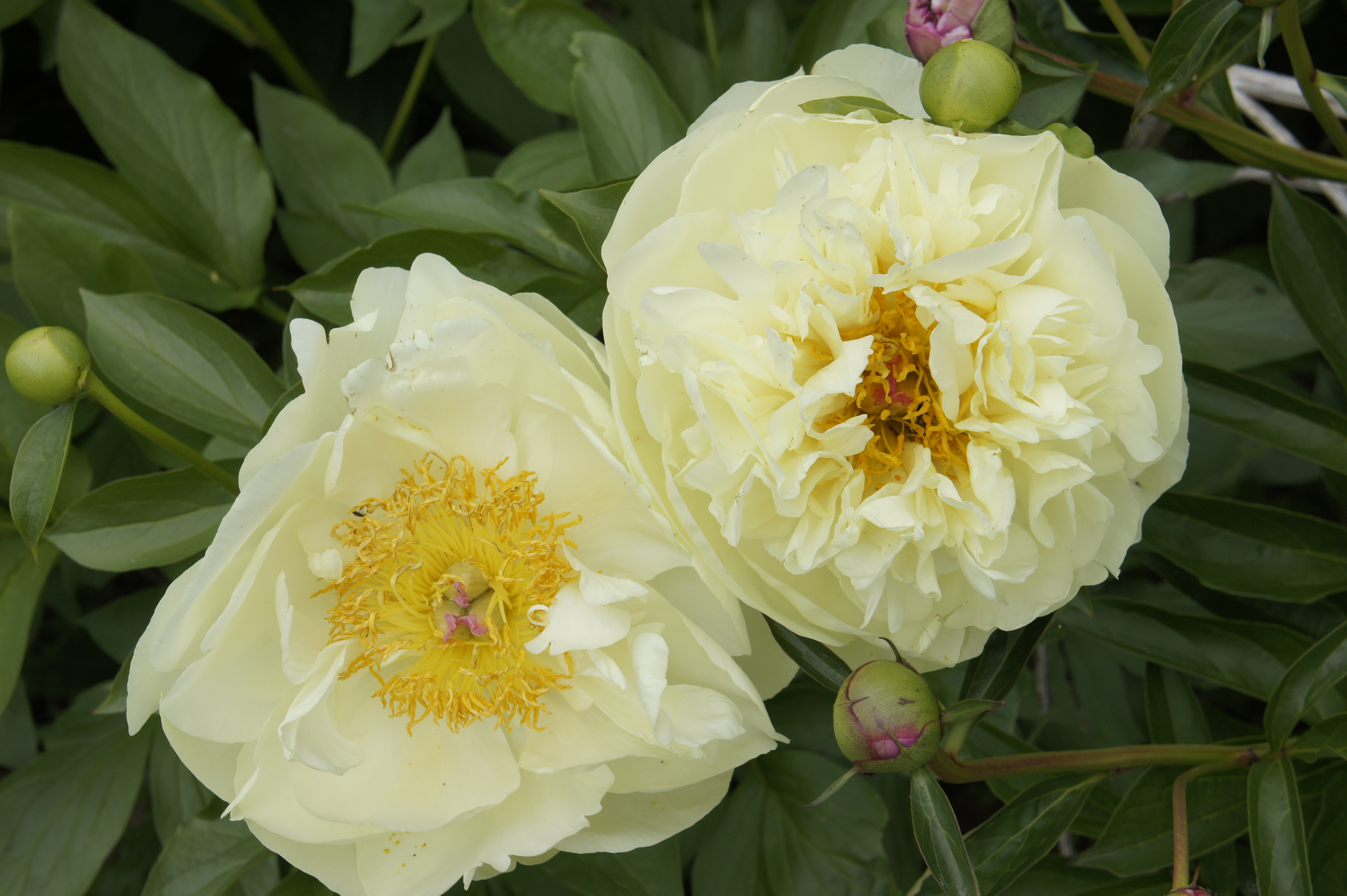 Пион лимон шифон описание. Пион Lemon Chiffon. Пион Ито Lemon Dream. Пион Paeonia Lemon Dream. Пион лимон Парфе.