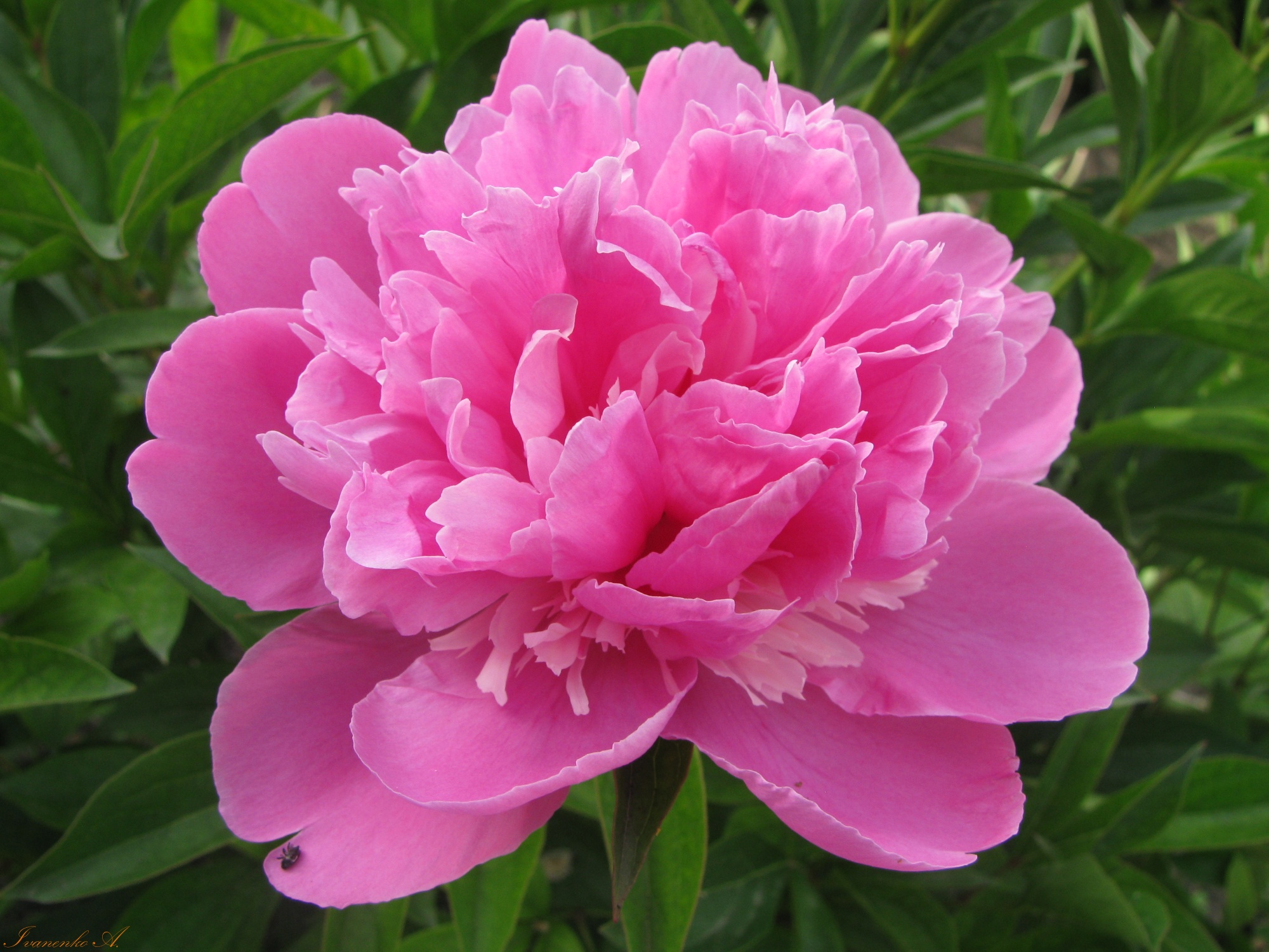 Сорта ранних розовых. Пион Gilbert Barthelot. Пион молочноцветковый Барбара.