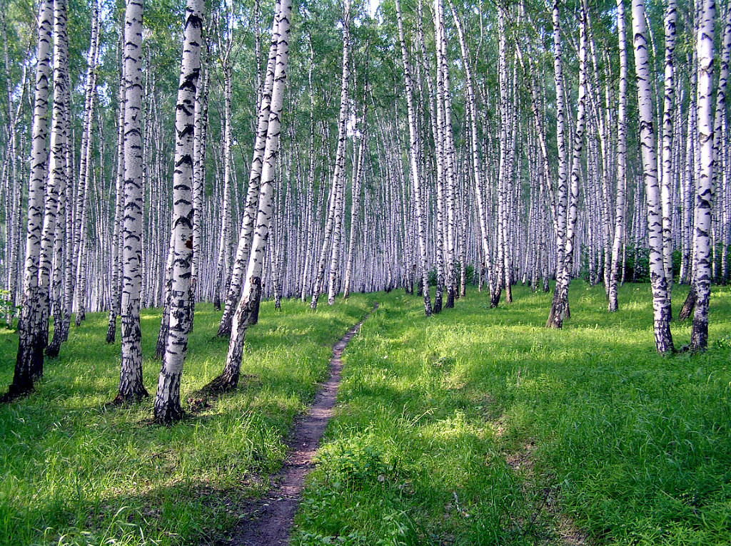 Березки самарская область