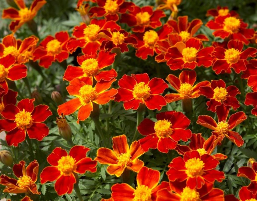 Многолетние Бархатцы Фото – Telegraph