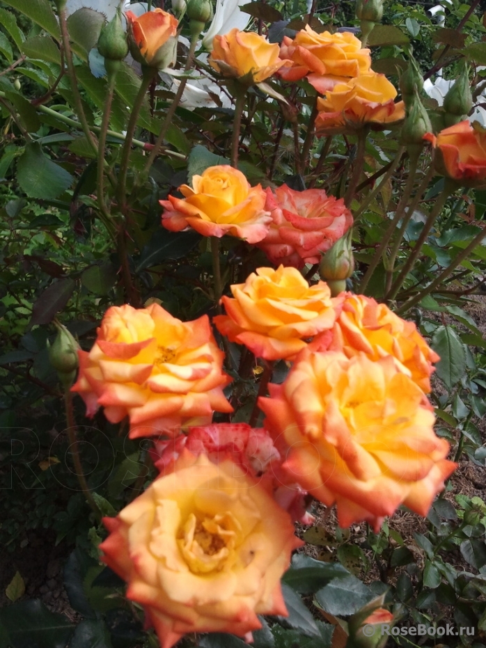 Персидская Роза На Мамба Новосибирск