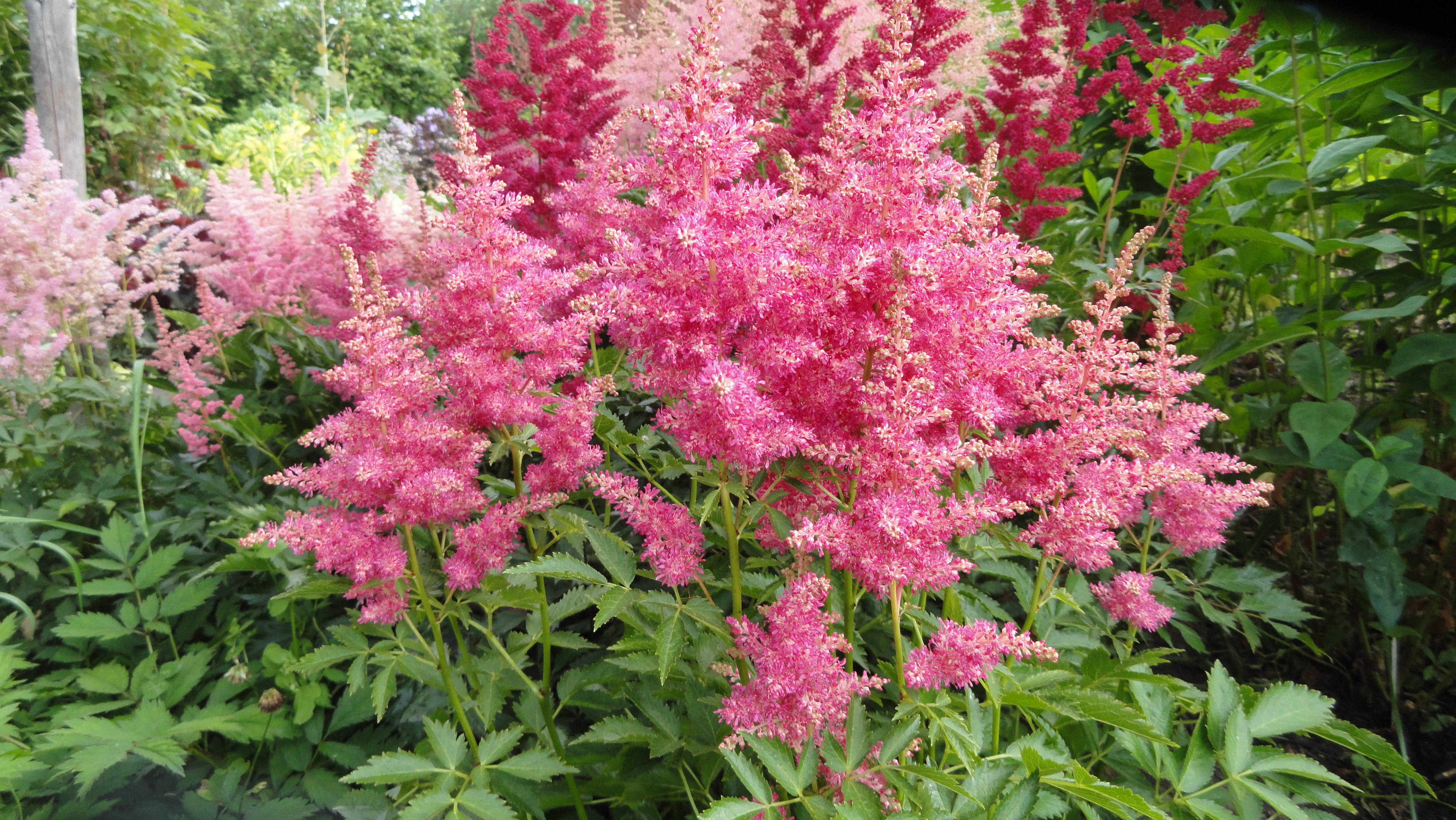 Willow astilbe porn