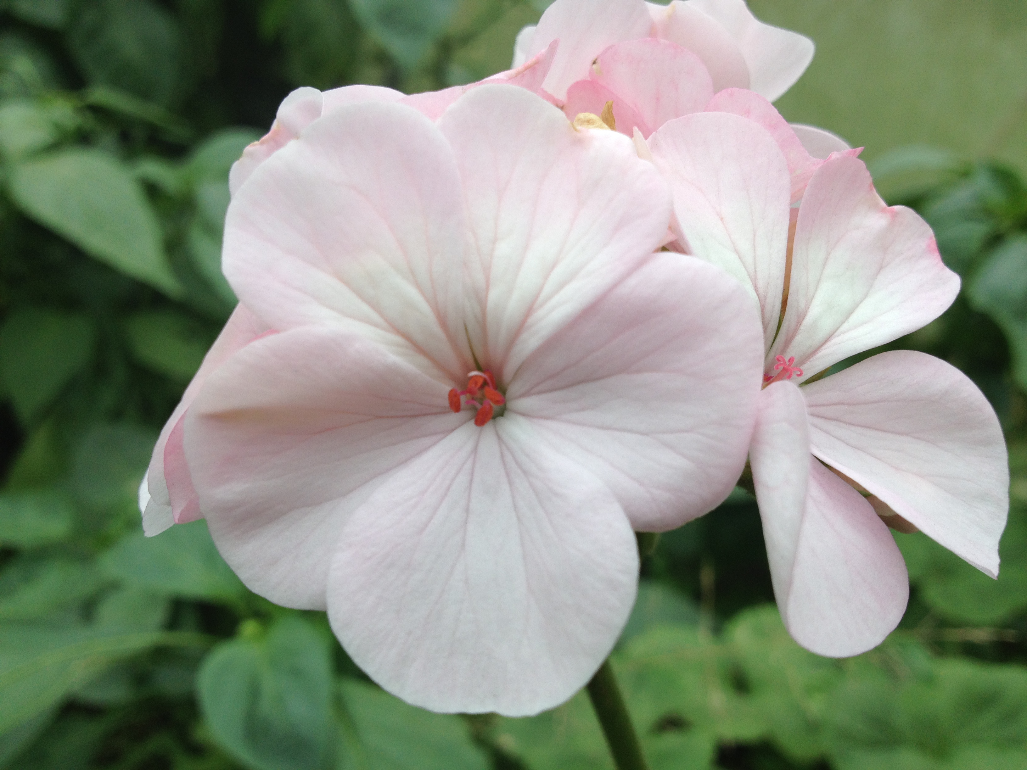 Пеларгония зональная бледно розовая