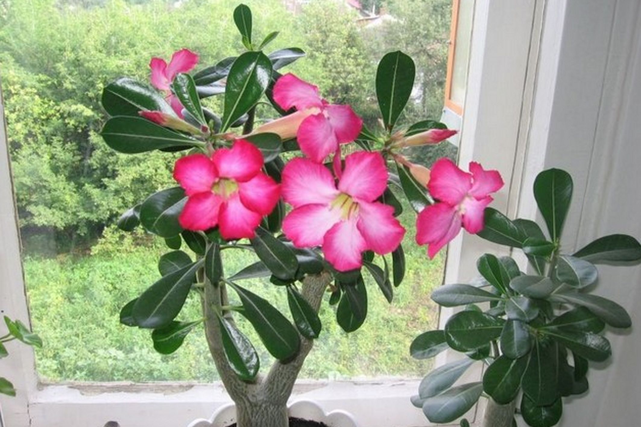 Адениум фото комнатный цветок уход в домашних. Комнатное растение Адениум. Адениум Эмеральд. Адениум Анук.